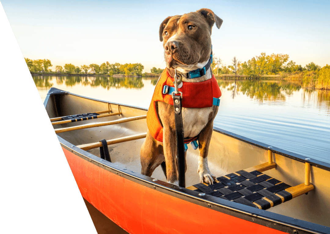 dog at the lake