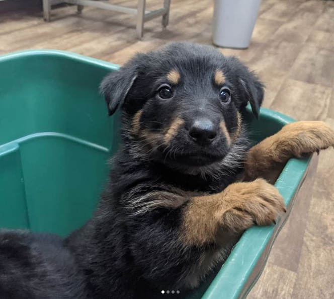 black and brown puppy in bin