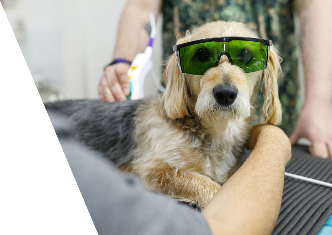 dog during laser therapy treatment