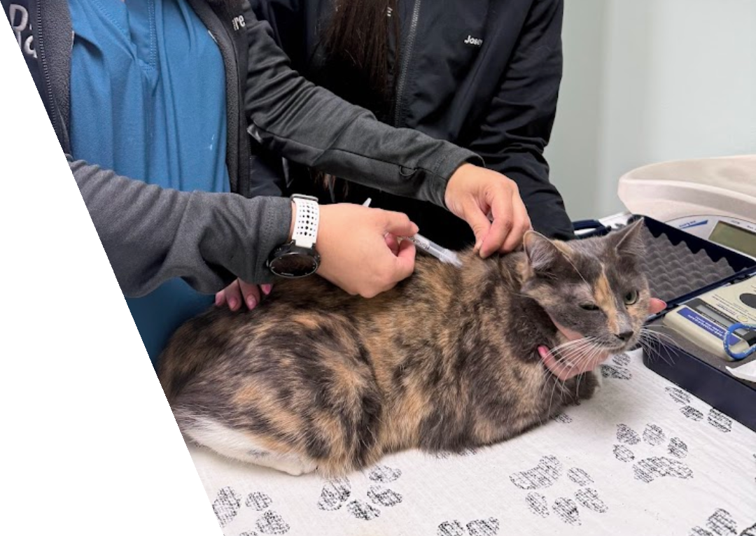 veterinary-service-banner